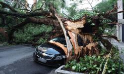 Poder público indenizará por carro danificado pela queda de árvore