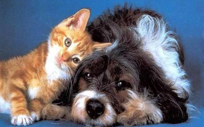 Brasil adota passaporte para cães e gatos