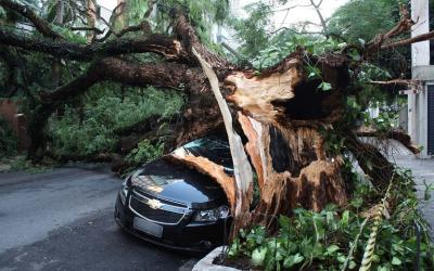 Poder público indenizará por carro danificado pela queda de árvore